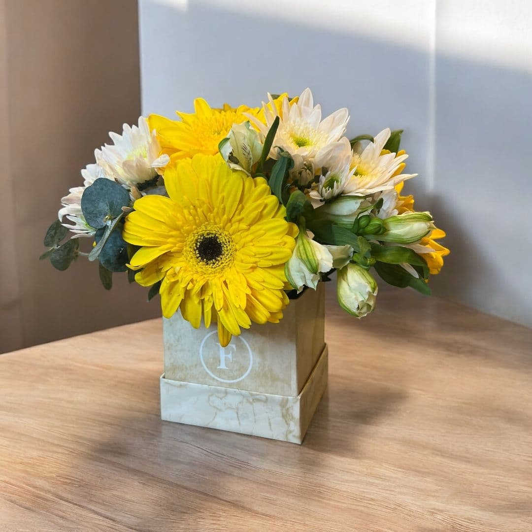 Imagen del producto: Vera II